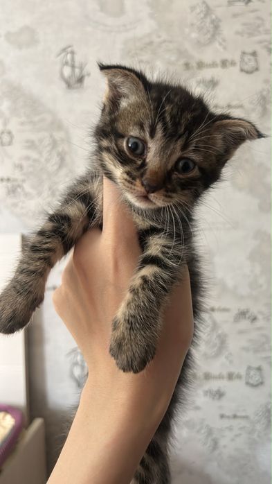 Котенки.        .