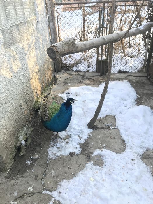 Vand paun in varsta de 2 Ani!