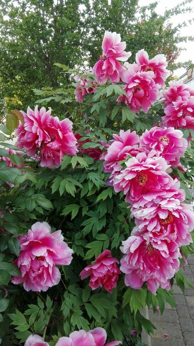 Bujor de Tip Pomisor (Diferite Culori )