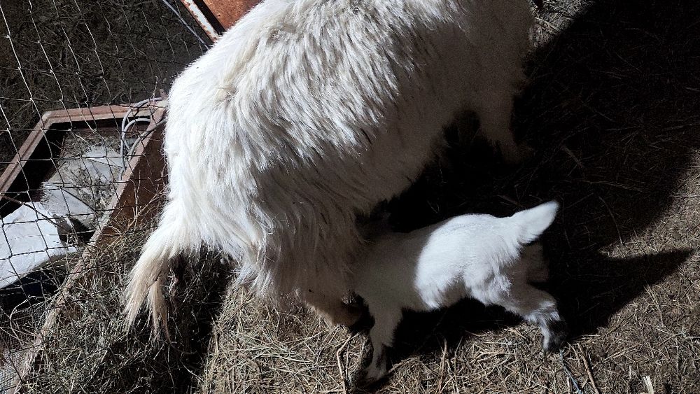 Лактар акпан айында туылган