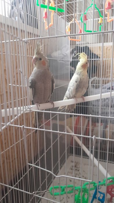 Popugay karela Sotiladi