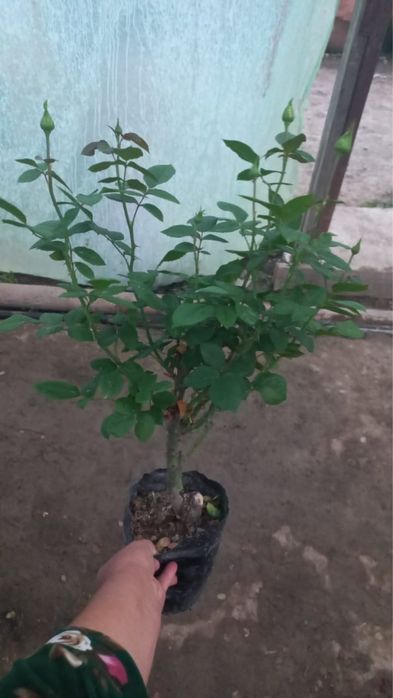 Продаём саженцы роз