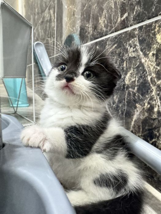 Котята шотландские вислоухие