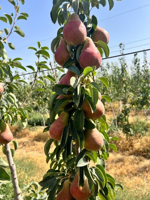 Samarqand mevali kuchtalar optim