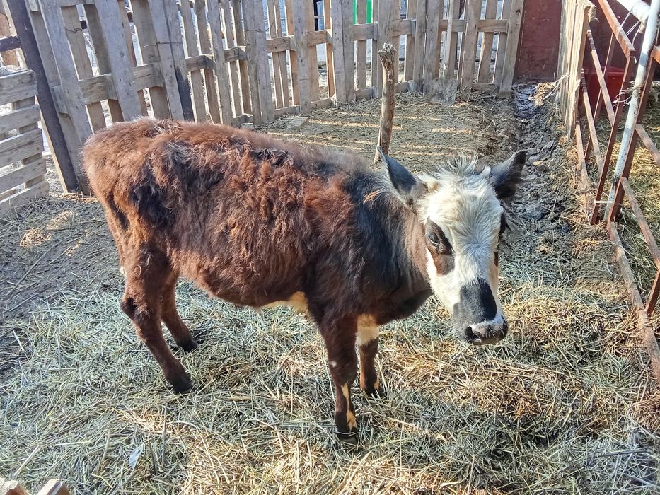 Продам два Теленка
