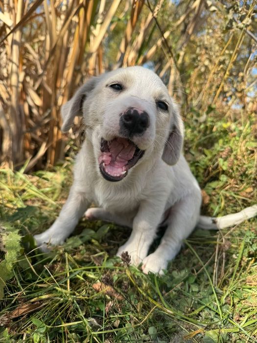 Cățeluși adorabili își caută o familie!