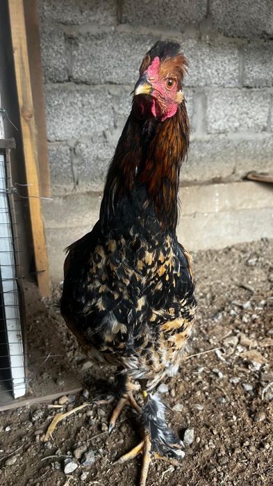 Құстар Қазақы қораз