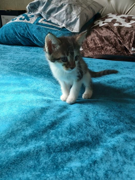 Отдам в хорошие руки котят.