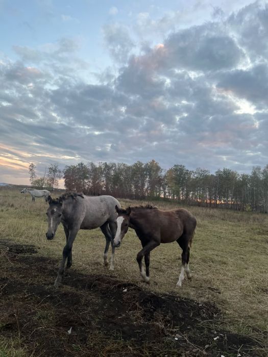Продам лошадей и жеребят