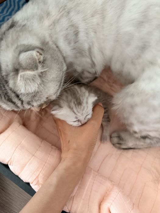 Британские вислоухие котята