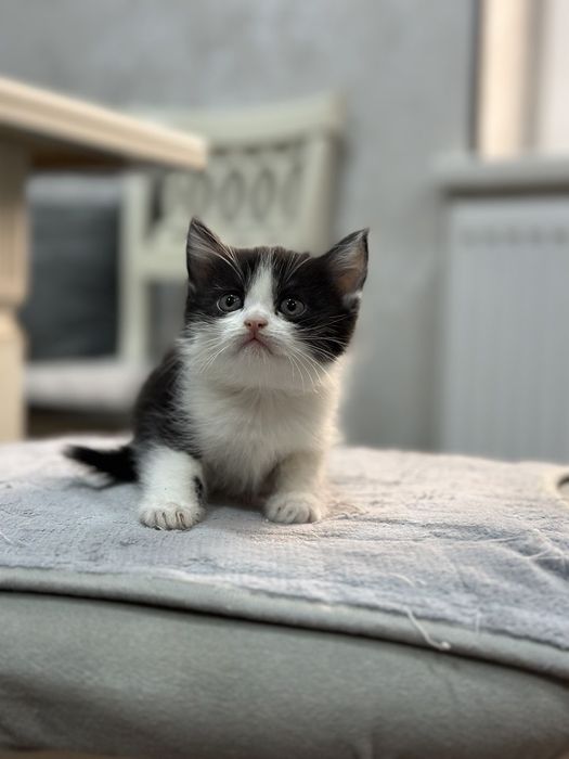 Котята бесплатно