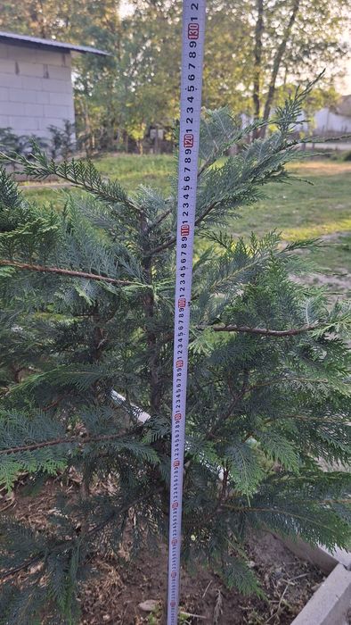 Chiparos Leylandii ,gard viu