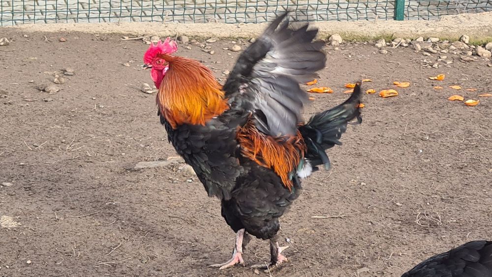 Cocoș Marans negru-aramiu