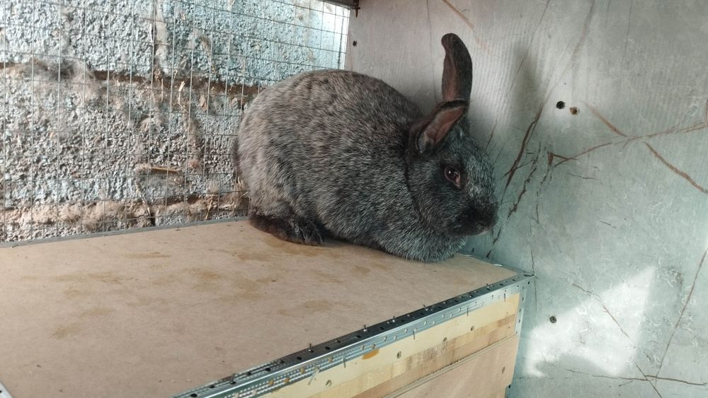 Кролик, Quyonlar sotiladi 45mingdan boshlanadi narhi
