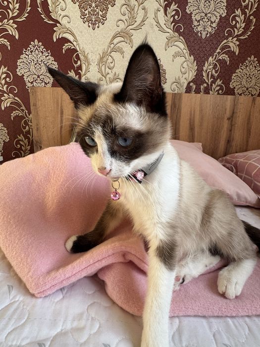 Ищу кошечке нового хозяина