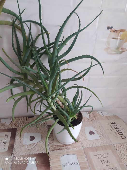 Алоэ древовидный