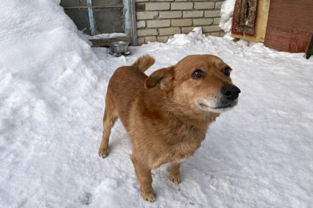 Бесплатно в добрые руки