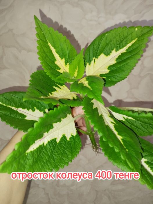 Продам комнатные цветы