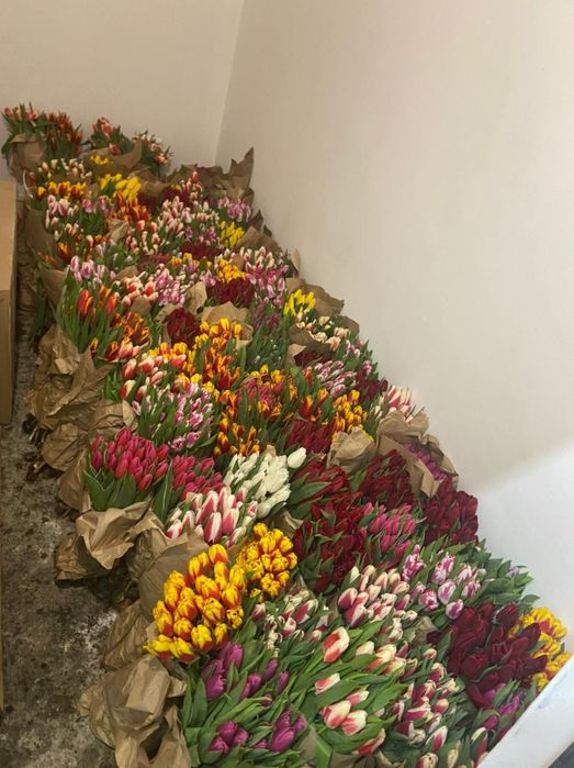 Луковицы тюльпаны акция