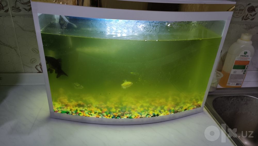 Akbarium 7 ta baliqlari bilan sotiladi 20 litrlik
