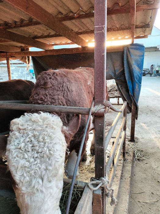 Бычок симментал чистый токал