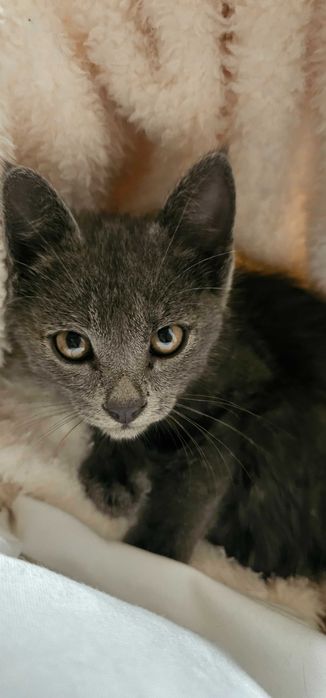 Котенок в добрые руки