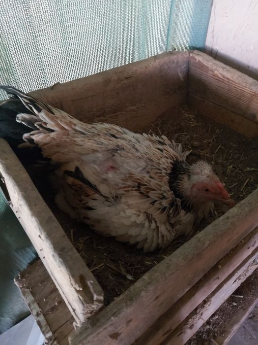 Kuruk tovuq sotiladi