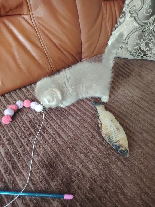 Шотландские котятки