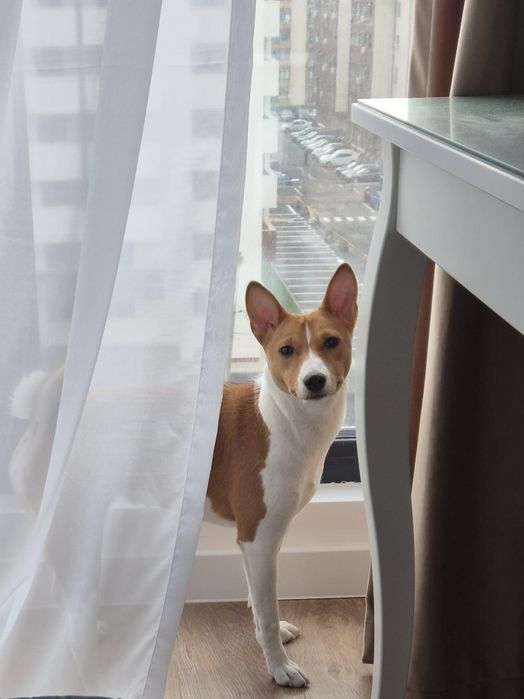 Pui Basenji de vânzare - Rasă pură, vaccinată și microcipată - București