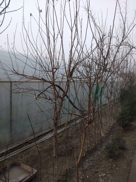 Parnik sotiladi 1sotix