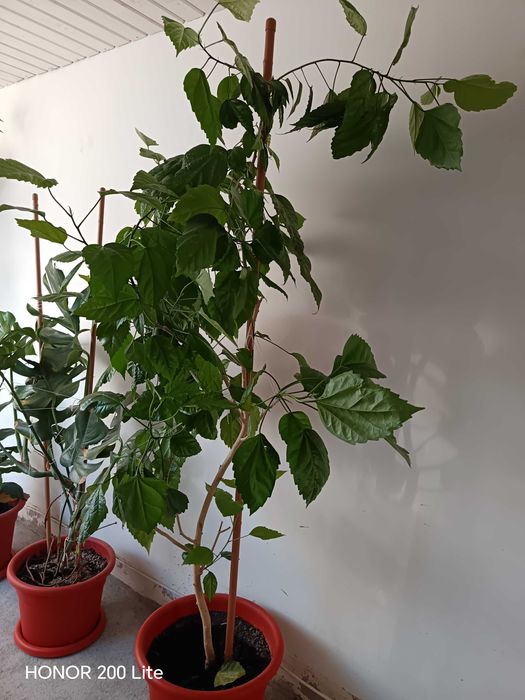 Plante verzi tot timpul