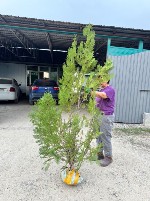 Продаю тую 1.5-2метра