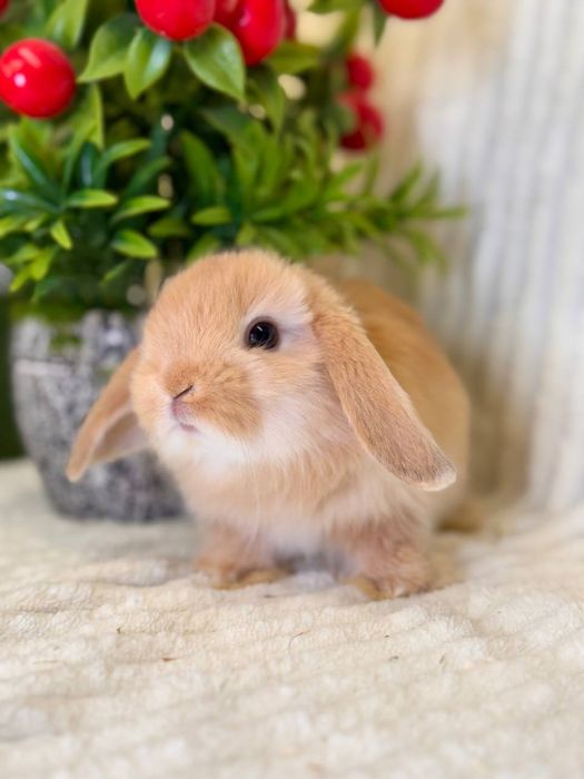 Karlik Baran Gold.Quyon bolasi. DEKORATIV KARLIK BARAN