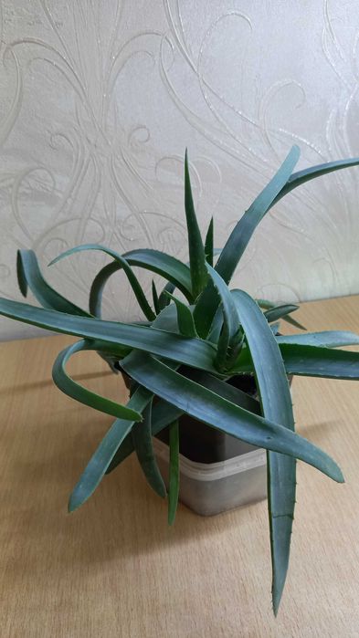 Алоэ продам цветы