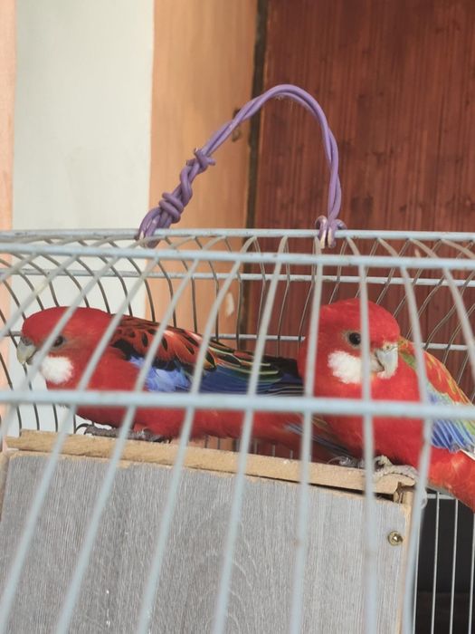 Papagali Rosella de vânzare (Urgent)