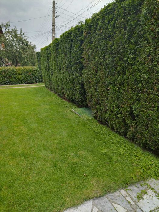 Озеленяване,косене,подрязване и подръжка на дворове!