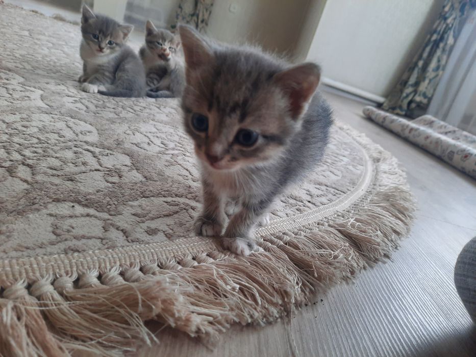 Котята в добрые руки!