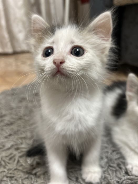 Отдам котят в добрые руки