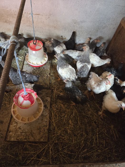 Pui de găină  de vânzare