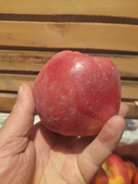 Продам саженцы яблони сорт американка.