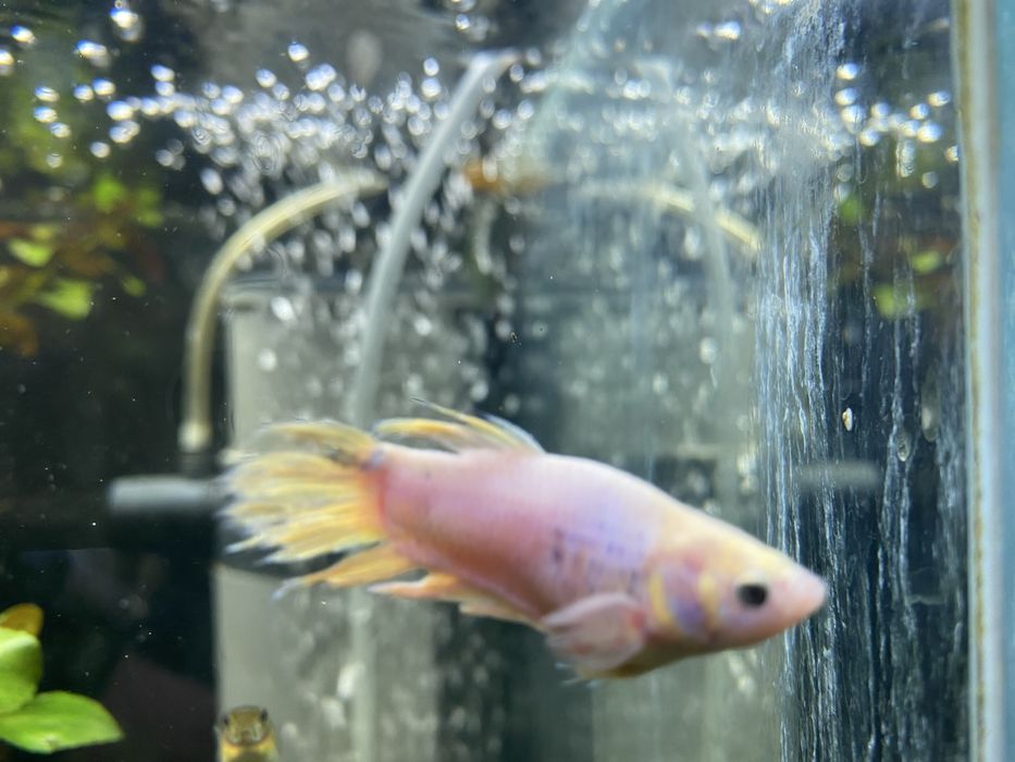 Рыбки петушки самки