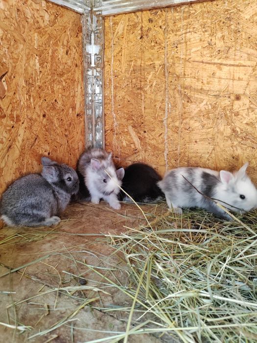 Vând iepuri cap de leu rasă pură