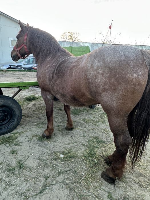 De vanzare iapă merge pe 11 ani