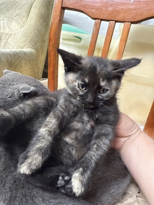 Котята отдам даром