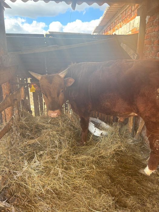 Бычок  возвраст 1 год 3 месеца