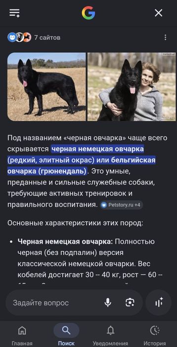 Немецкий овчарка