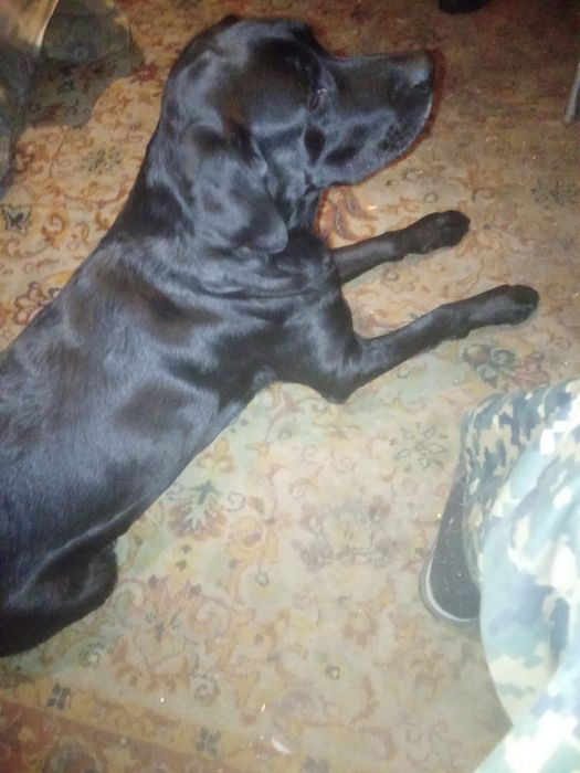 Лабрадор ретривер