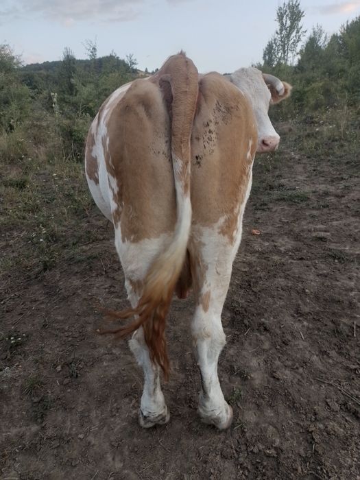 Vând vaca Baltata Romaneasca