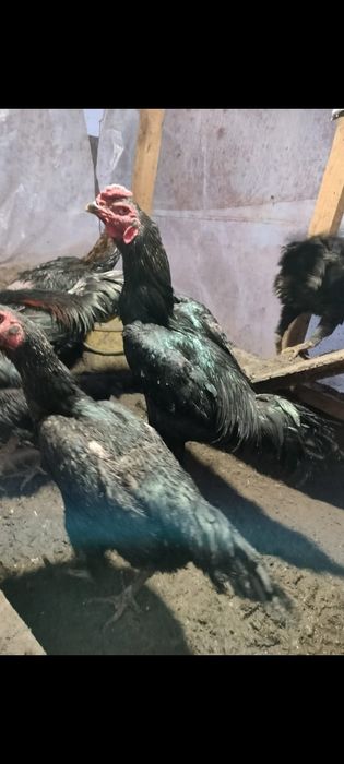 Дакан Жұмыртқа Яйцо