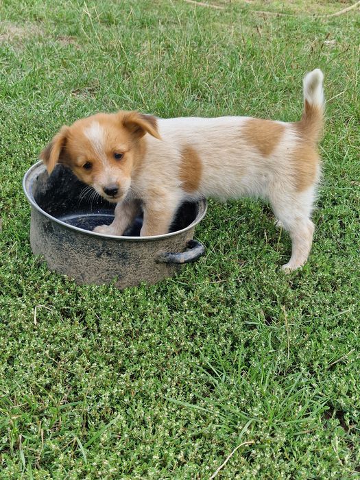 SPRE ADOPȚIE – Cățelușă de talie mică